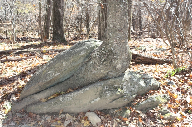 Shenandoah Tree vs Rock